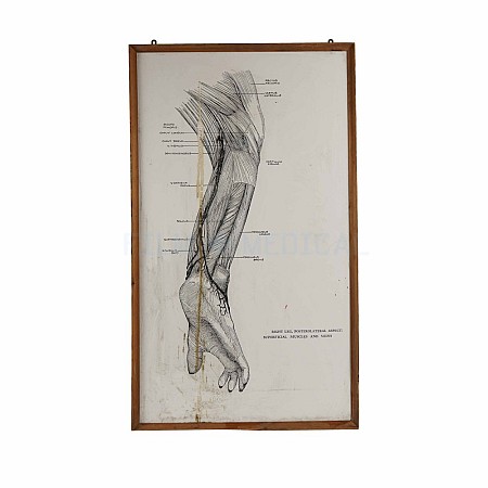 Primate Leg Poster 65x110